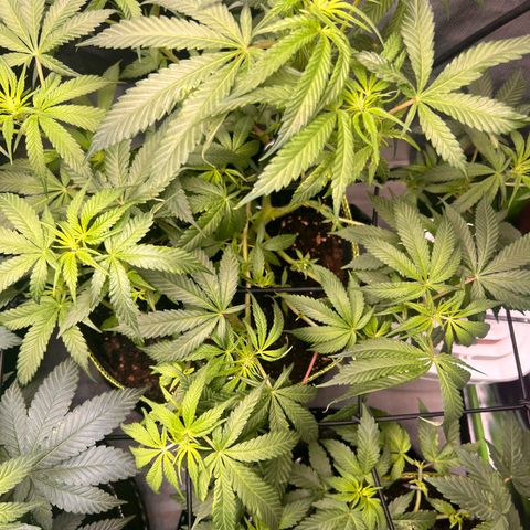 Gertrud #2 growlog timeline photo