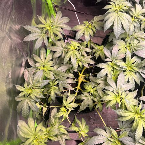 Gertrud #2 growlog timeline photo