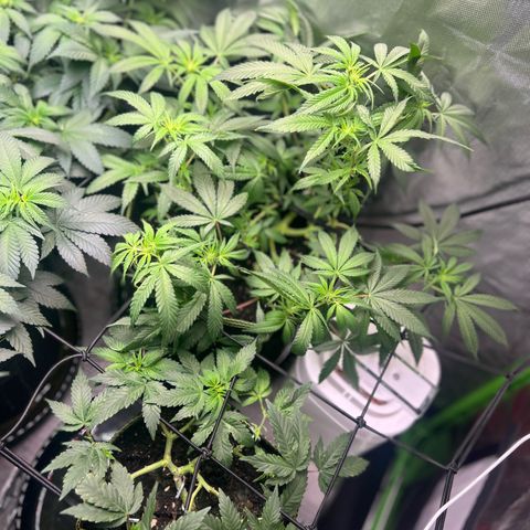 Gertrud #2 growlog timeline photo