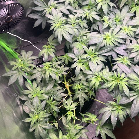 Gertrud #2 growlog timeline photo