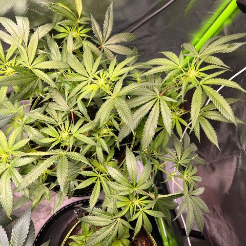 Gertrud #2 growlog timeline photo