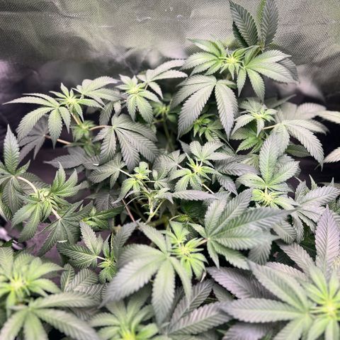 Gertrud #2 growlog timeline photo