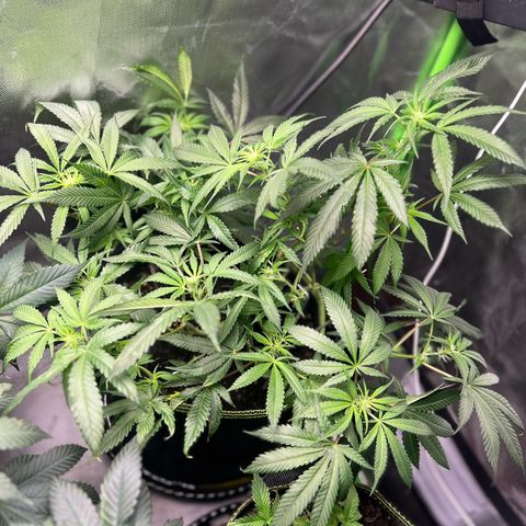 Gertrud #2 growlog timeline photo