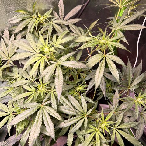 Gertrud #2 growlog timeline photo