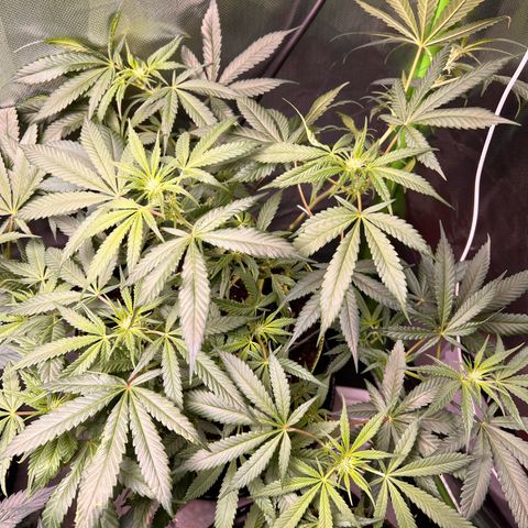 Gertrud #2 growlog timeline photo