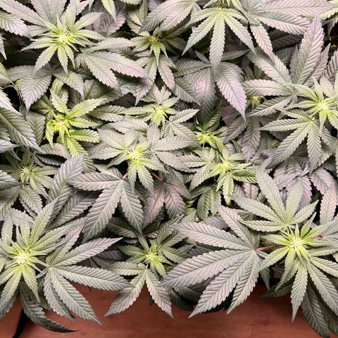 Gertrud #2 growlog timeline photo