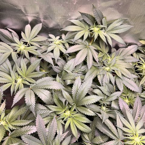 Gertrud #2 growlog timeline photo