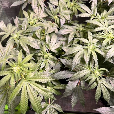 Gertrud #2 growlog timeline photo