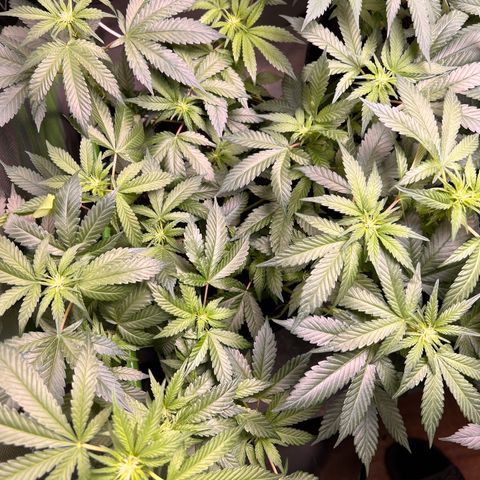 Gertrud #2 growlog timeline photo
