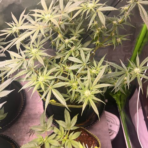 Gertrud #2 growlog timeline photo
