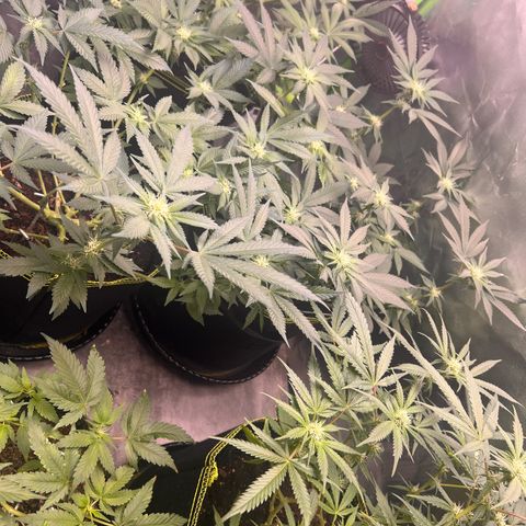 Gertrud #2 growlog timeline photo