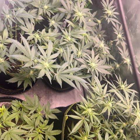 Gertrud #2 growlog timeline photo