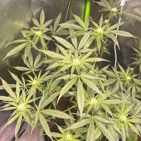 Gertrud #2 growlog timeline photo