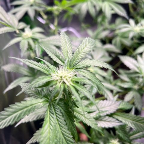 Gertrud #2 growlog timeline photo