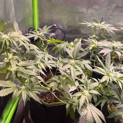 Gertrud #2 growlog timeline photo