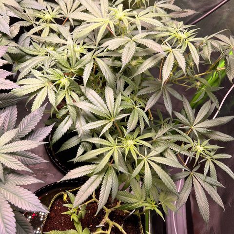 Gertrud #2 growlog timeline photo