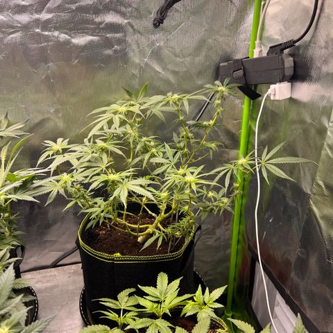 Gertrud #2 growlog timeline photo