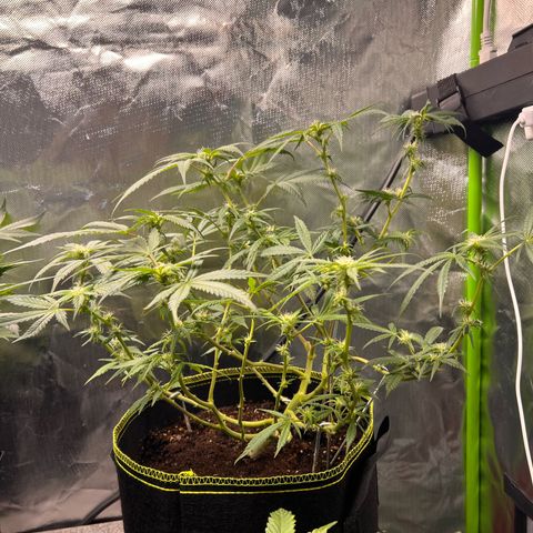 Gertrud #2 growlog timeline photo
