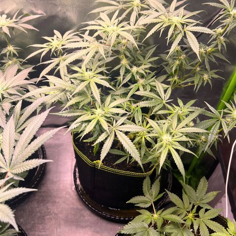 Gertrud #2 growlog timeline photo