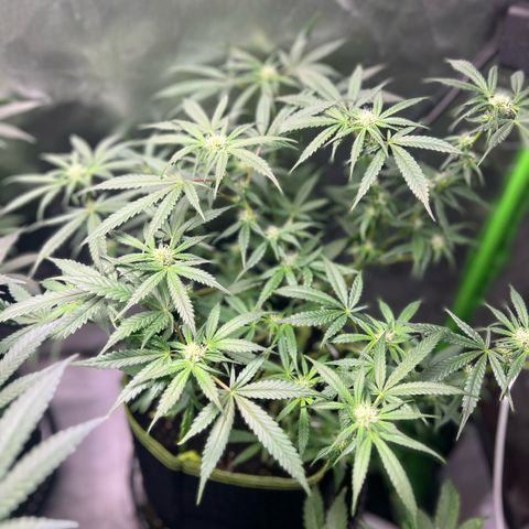 Gertrud #2 growlog timeline photo