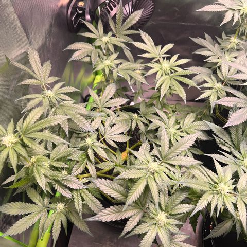Gertrud #2 growlog timeline photo