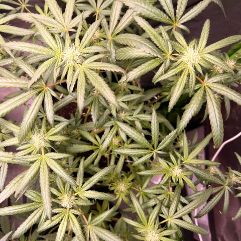 Gertrud #2 growlog timeline photo