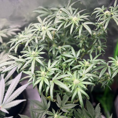 Gertrud #2 growlog timeline photo
