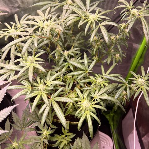 Gertrud #2 growlog timeline photo