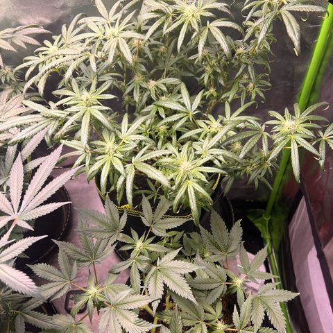 Gertrud #2 growlog timeline photo