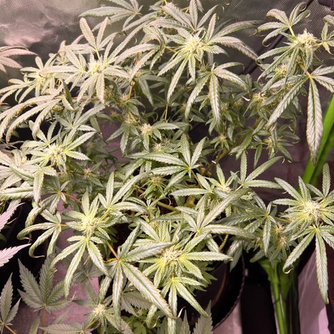Gertrud #2 growlog timeline photo