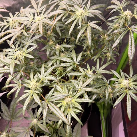 Gertrud #2 growlog timeline photo