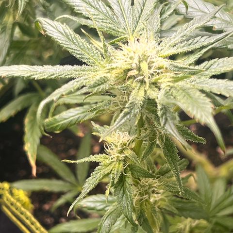 Gertrud #2 growlog timeline photo