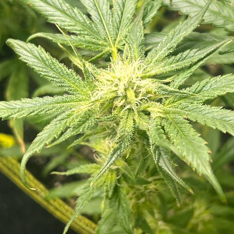 Gertrud #2 growlog timeline photo