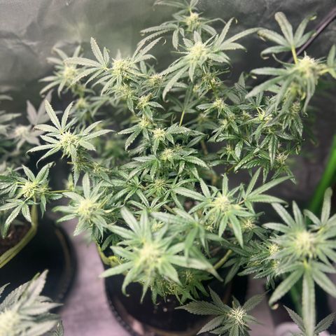 Gertrud #2 growlog timeline photo