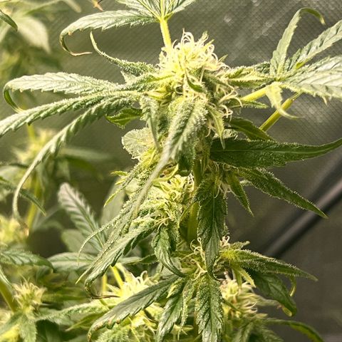 Gertrud #2 growlog timeline photo
