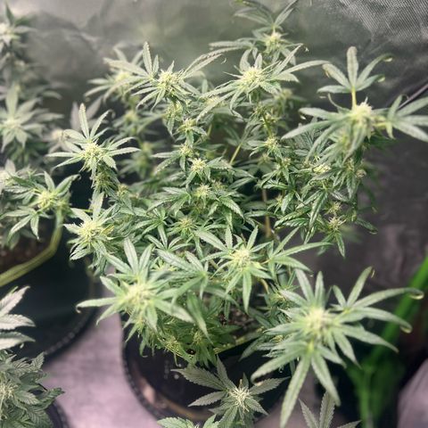 Gertrud #2 growlog timeline photo