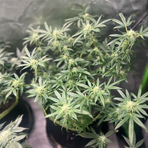 Gertrud #2 growlog timeline photo