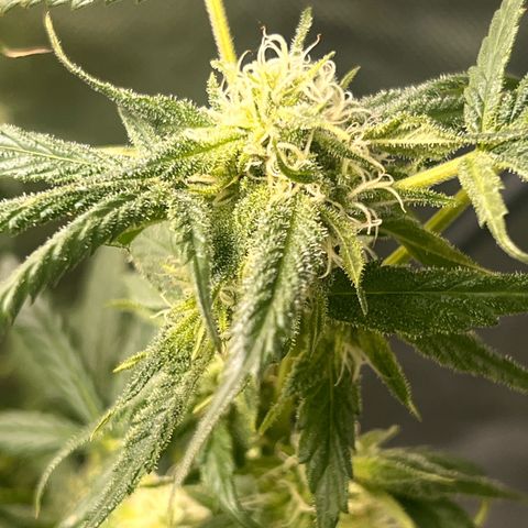 Gertrud #2 growlog timeline photo