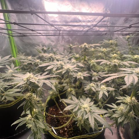 Gertrud #2 growlog timeline photo