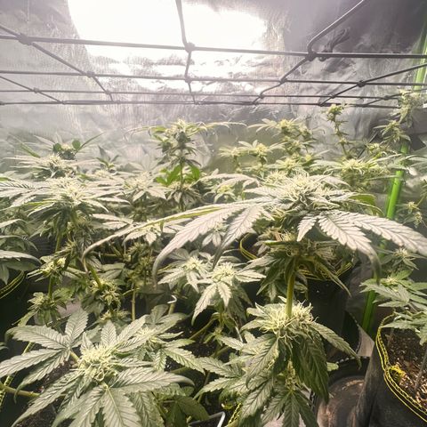 Gertrud #2 growlog timeline photo