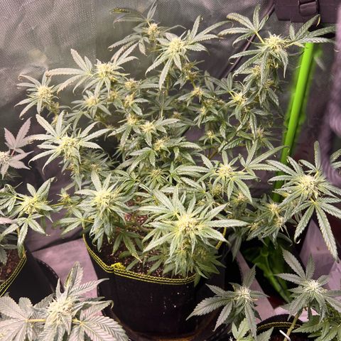 Gertrud #2 growlog timeline photo