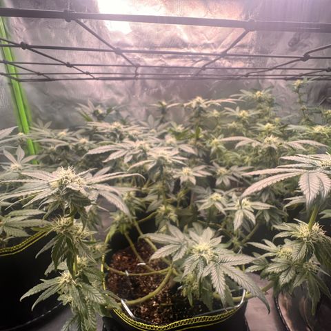 Gertrud #2 growlog timeline photo
