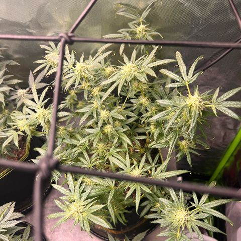 Gertrud #2 growlog timeline photo