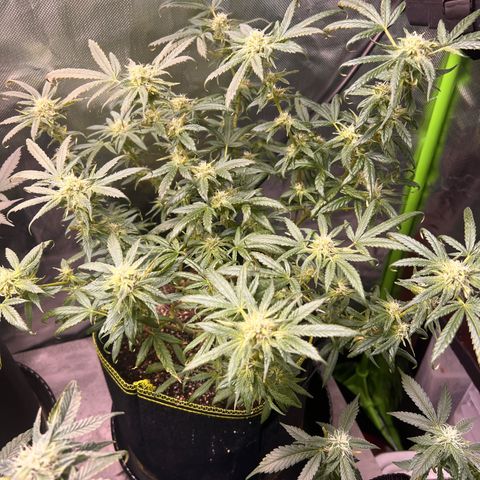 Gertrud #2 growlog timeline photo