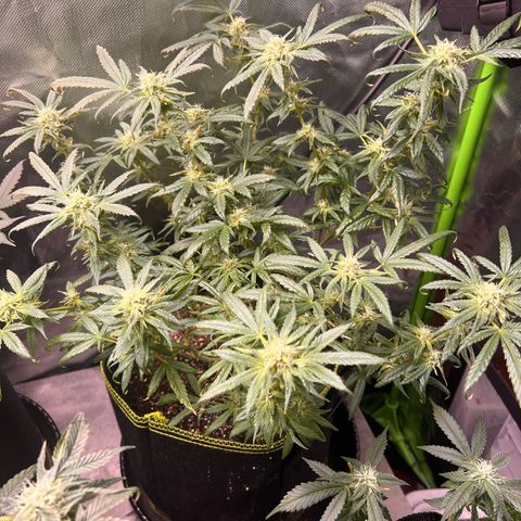Gertrud #2 growlog timeline photo