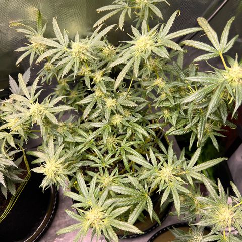 Gertrud #2 growlog timeline photo