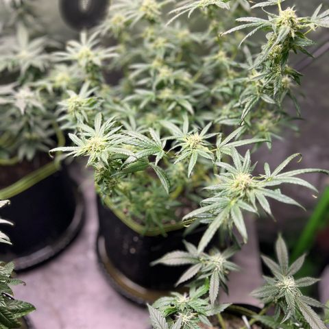 Gertrud #2 growlog timeline photo