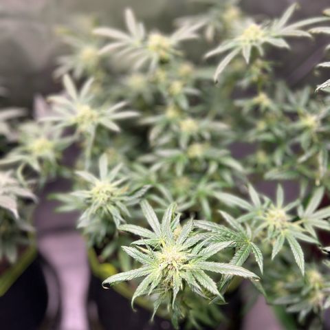 Gertrud #2 growlog timeline photo