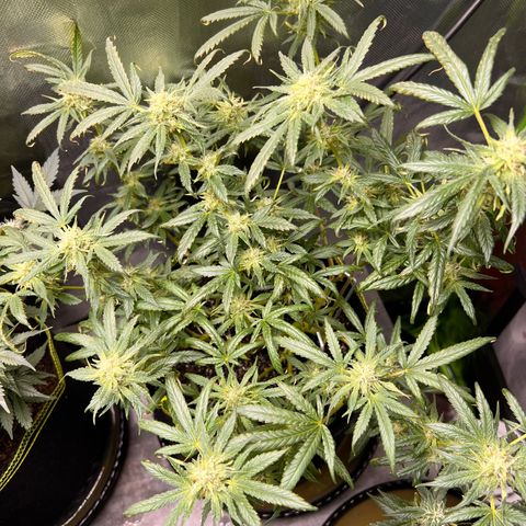 Gertrud #2 growlog timeline photo