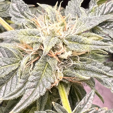 Gertrud #2 growlog timeline photo